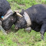 Cowfights on the Moiry Alp