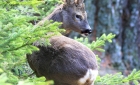 bg-galerie-nature