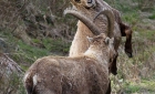 Animaux de Grimentz