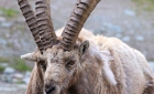 Animaux de Grimentz