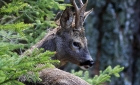 Animaux de Grimentz