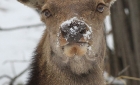 Animaux de Grimentz
