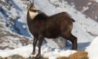 Animaux de Grimentz