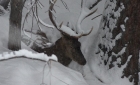Animaux de Grimentz-013