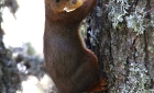 Animaux de Grimentz