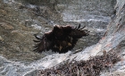 Animaux de Grimentz