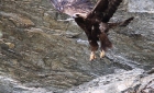 Animaux de Grimentz