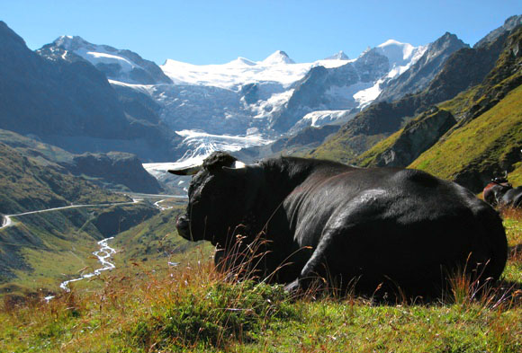 Hotel de Moiry - Newsletter