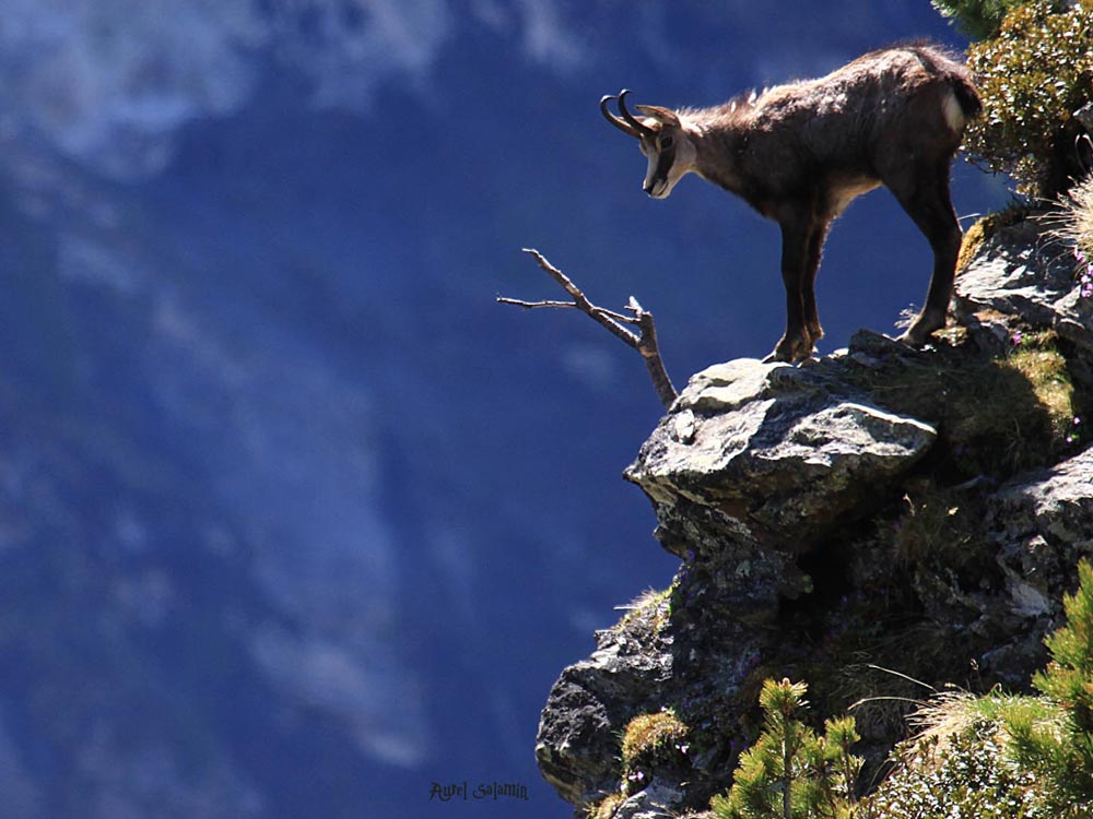 Faune de Grimentz - Hotel de Moiry